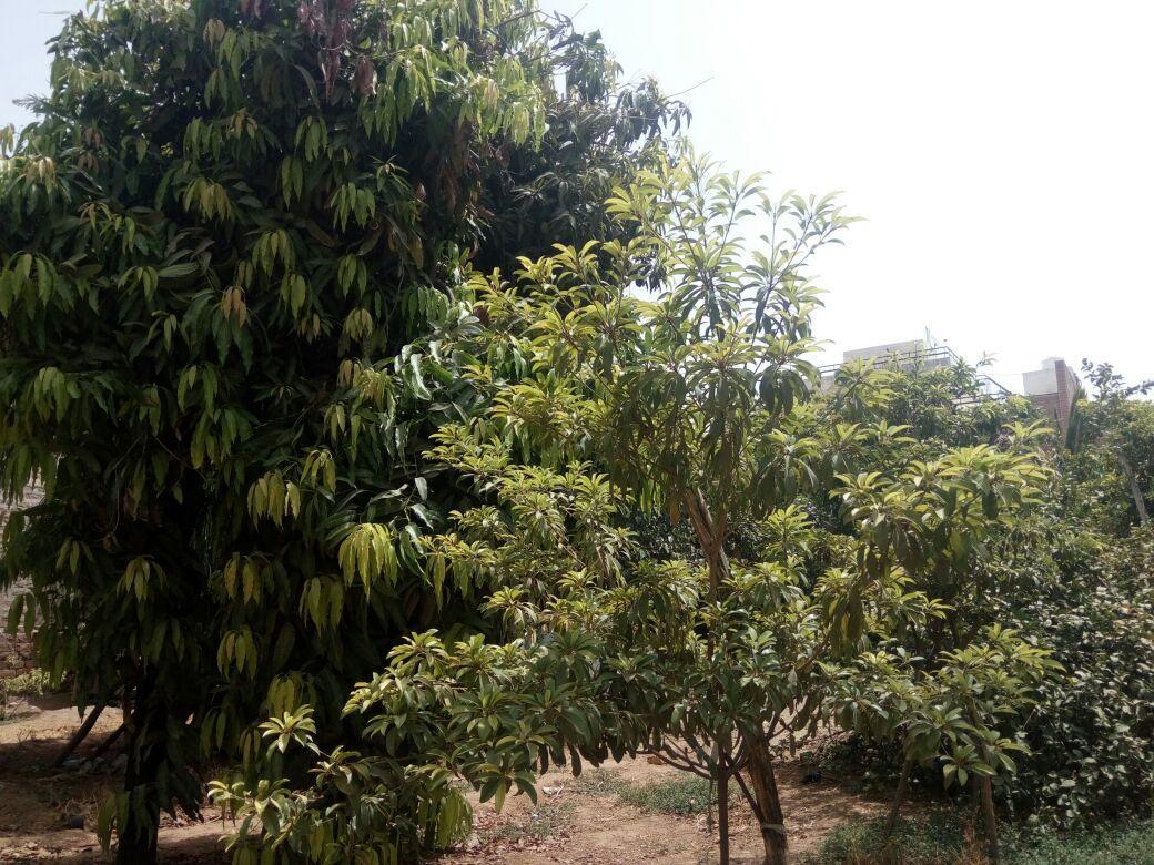 Nature Trail camps&Homestay Jodhpur  Esterno foto