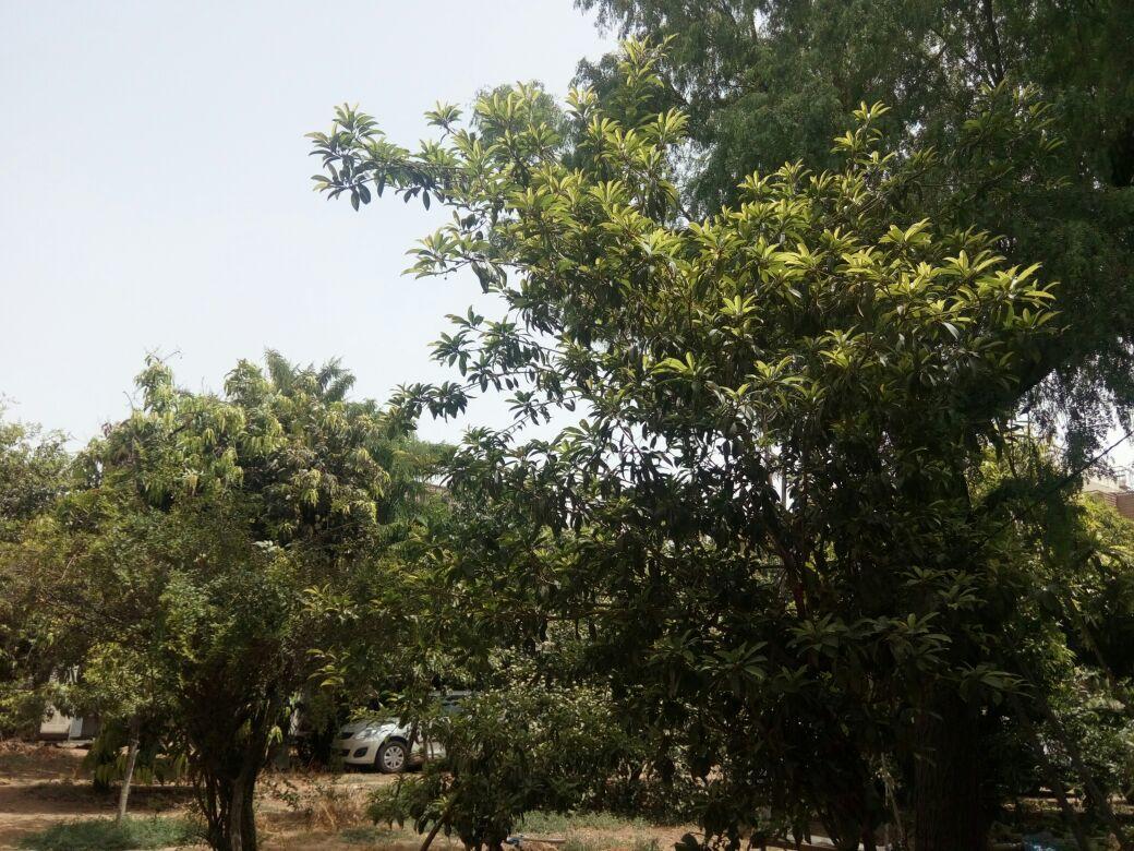 Nature Trail camps&Homestay Jodhpur  Esterno foto